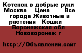 Котенок в добрые руки. Москва. › Цена ­ 5 - Все города Животные и растения » Кошки   . Воронежская обл.,Нововоронеж г.